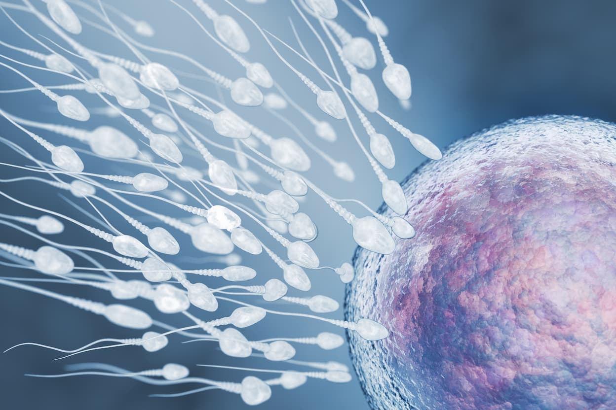 Illustration of Sperm and Egg Cell